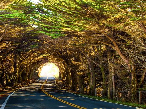 Tree Tunnel Tree Tunnel California Travel Road Trips Places To Travel