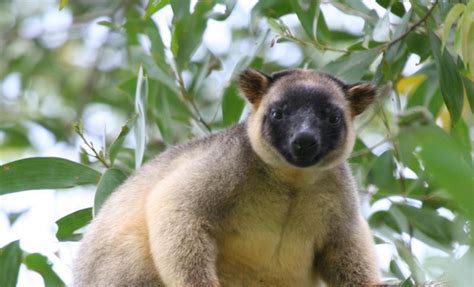 Tree Kangaroo Cairns Tour