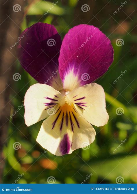Pansy The Colorful Petals Of The Flower Buds Stock Image Image Of