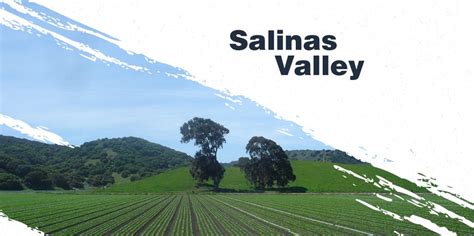 Salinas Valley Ace 10