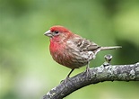 Our Favorite Southern Songbirds | Birds of georgia, Red breasted bird ...