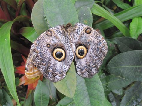 Owl Butterfly Butterfly Moth Butterfly Garden