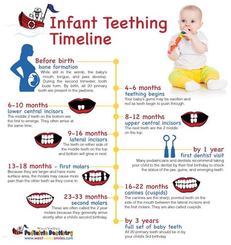 Teething Timeline Baby Pinterest