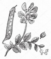 Peas or Pisum sativum, vintage engraving — Stock Vector © Morphart #6758279