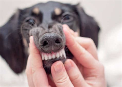 Dog Gums With Dark Spots And When To Be Worried Dog Tips Home