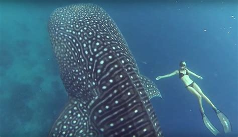 Watching Ocean Ramsey And A Whale Shark Will Make You Feel Inches Tall The Inertia