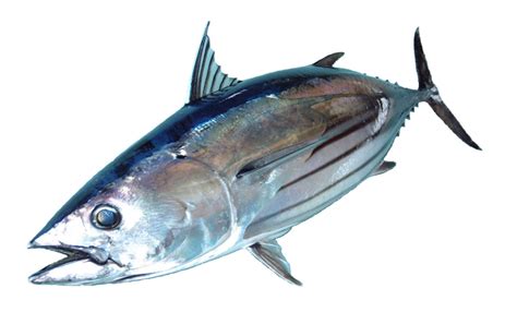 Resepi ikan bakar oven sedap terkenal dengan keenakannya dan menjadi wajib kepada masyarakat sekarang. Inilah 7+ Jenis Ikan Tuna yang Wajib Kamu Ketahui - cakhasan
