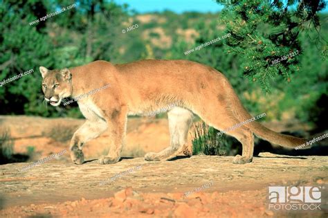 Cougar Felis Concolor Side Stock Photo Picture And Rights Managed