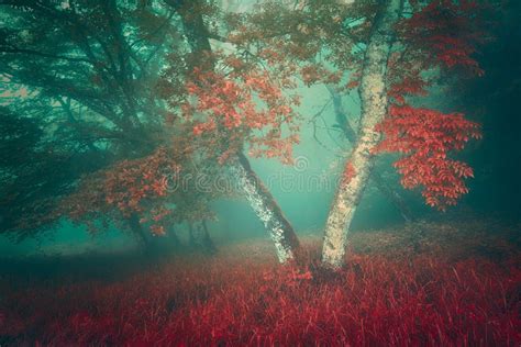 Foggy Forest In Autumn Stock Photo Image Of Wood Beauty 177616050