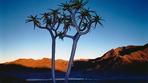 Photography Landscape Plants Desert Hill Wallpapers Hd Desktop