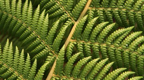 Plants Ferns Macro Wallpapers Hd Desktop And Mobile Backgrounds