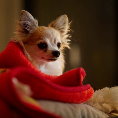 Cutest Chihuahua Pics Chihuahua Cross Breeds The Top 5 Cutest
