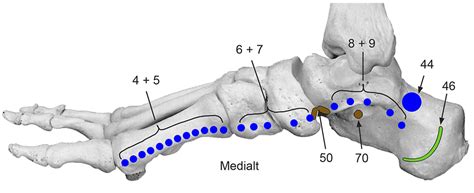 Reflexology Training