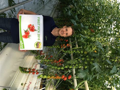 First Tomz Snacking Tomatoes Picked In Ohio Naturefresh Farms