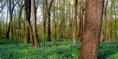 You Dont Want To Miss The Virginia Bluebells Bloom In Illinois