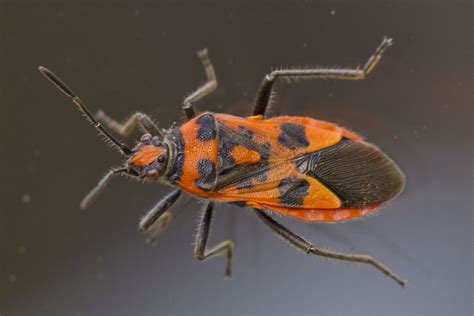Corizus Hyoscyami An Orange And Black Bug Insect Known To Flickr