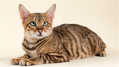 Toyger 101 Price Personality Lifespan Facts Siamese Of Day