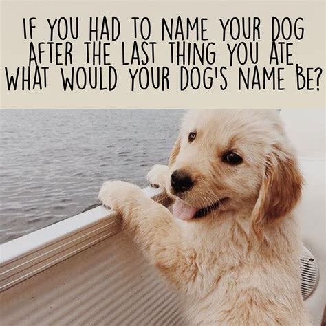 If You Had To Name Your Dog Interactive Posts Interactive Facebook