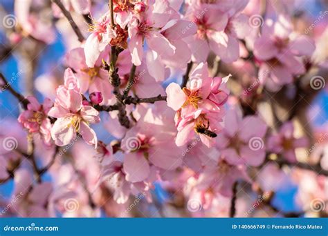 Farah Daily Note Flowering Almond Tree Pictures Close Up Of