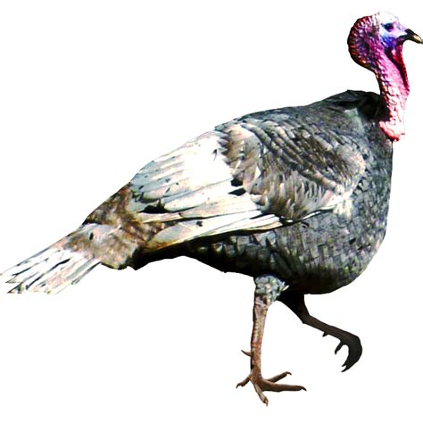 Animal Birds Turkey Png Transparent Background Free Download 20364