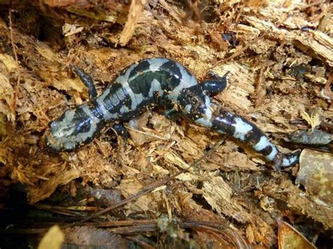Marbled Salamander Ambystoma Opacum NatureWorks