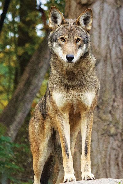 The Last Howl Will The Red Wolf Go Extinct This Year Go Outside