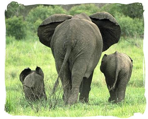 Allis Alley Wildlife Wednesday Elephants