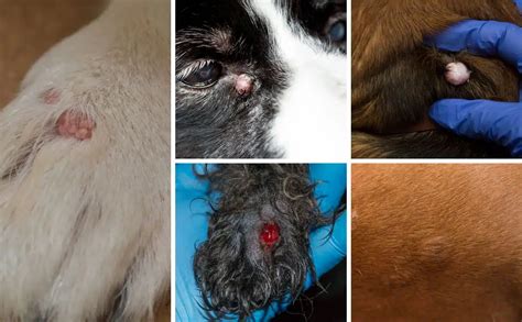 Question How Long Do Sebaceous Cysts Last On Dogs Insights And Answers