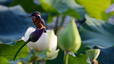 Wild Birds Foraging In Pond With Thriving Lotus Flowers Cgtn