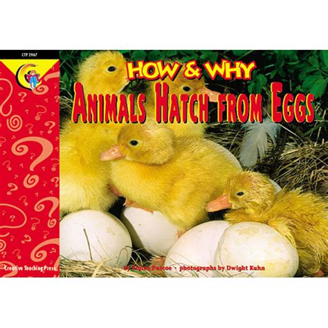 Animals Hatch From Eggs How And Why The Learning Post Toys