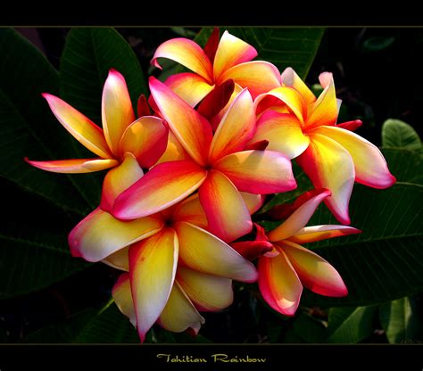 Hawaiian Flowers The Plumeria Tahitian Rainbow Here Is T Flickr