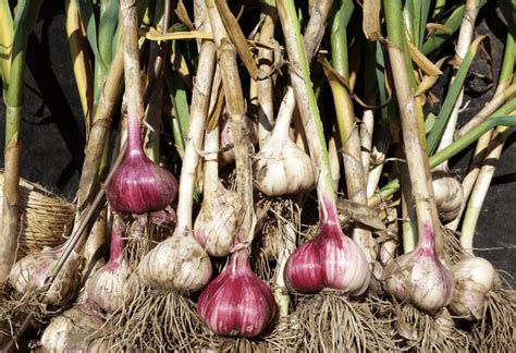 How To Grow Garlic Step By Step Guide Toronto Garlic Festival