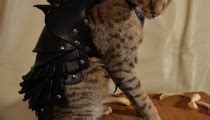 Deck Out Your Cat With Battle Armor The Escapist
