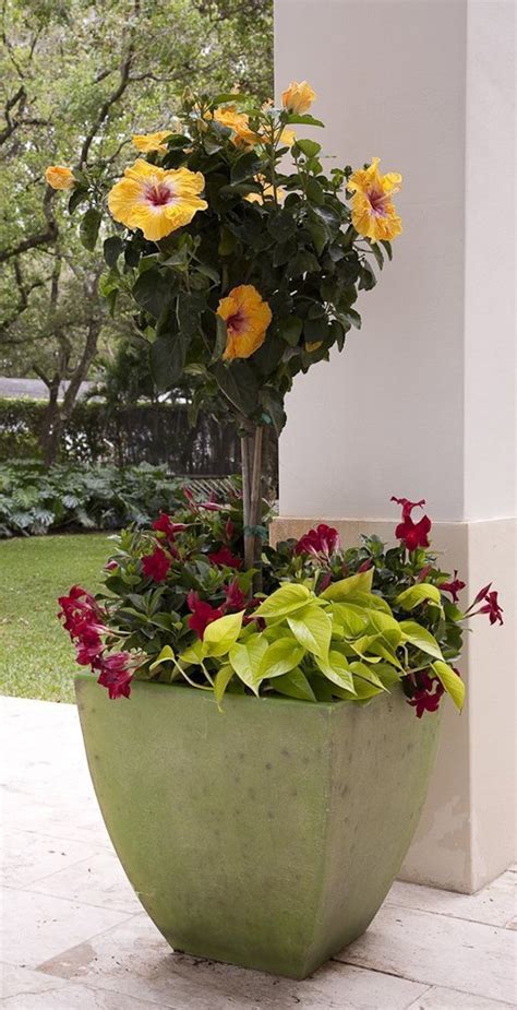 Tips on caring for the. Take steps to protect hibiscus from the cold