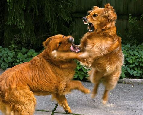 The Sweet Natured Golden Retriever Playing Dogs Golden Retriever