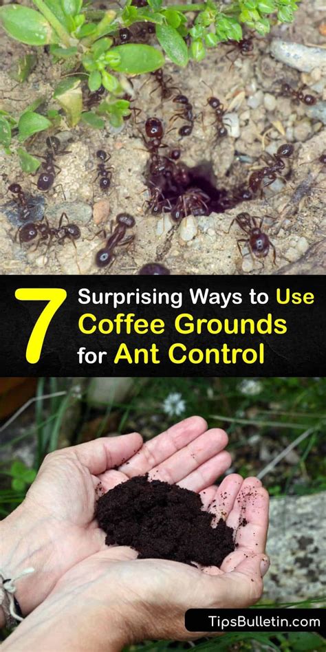 Discover How To Use Coffee Grounds To Repel Ants From The Home And