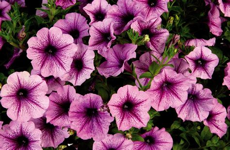 Dr Dans Garden Tips Passionate About Petunias