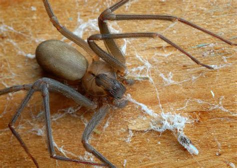 Brown Recluse Spiders In Louisiana Where They Live What They Eat How To Get Rid Of Them A Z
