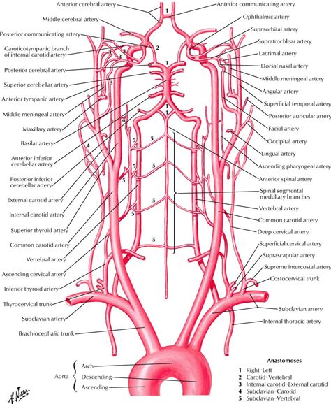 Carotid Arteries