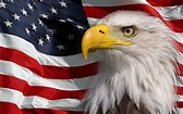 Patriotic Background Images - Symbols Of America American Flag Bald ...