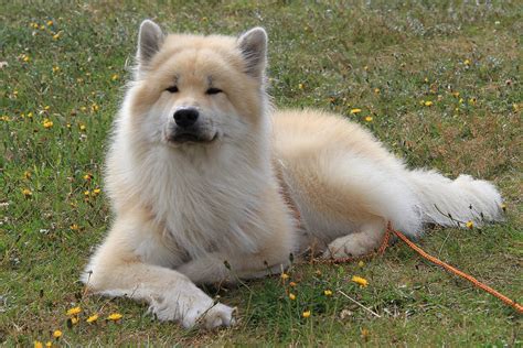Eurasier Aiko Foto And Bild Tiere Haustiere Hunde Bilder Auf