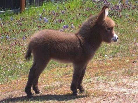 Cute Baby Donkey
