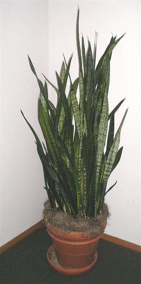An indoor cactus, especially one kept in low light, will need far less water than other house plants or any cacti you growing your cactus indoors with low light. Nice 40 Amazing Easy Low Light Houseplants Indoor Decor ...