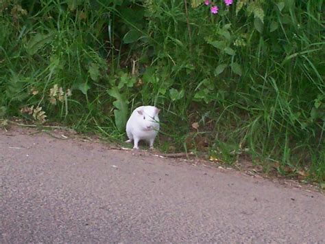 Escaped Guinea Pig Rectory Hill © Welshbabe Geograph Britain