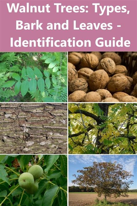 Walnut Trees Types Bark And Leaves Identification Guide Pictures