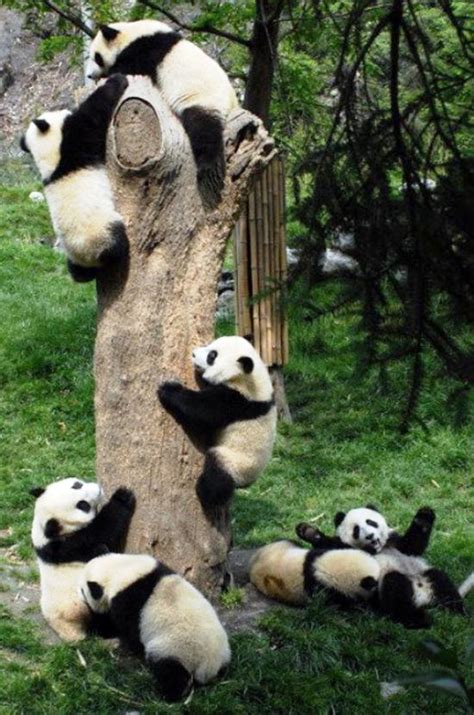 Baby Panda Party