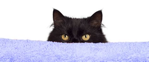 Black Dandruff On Cat Toxoplasmosis