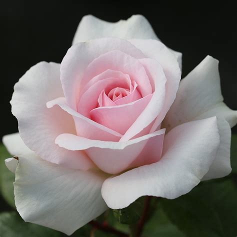 A Whiter Shade Of Pale Hybrid Tea David Austin Roses