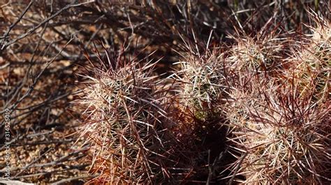Cacti In The Arizona Desert Arizona Claret Cup Cactus Arizona