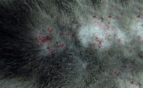 Skin Allergies In Cats Causes And Treatments Petmoo